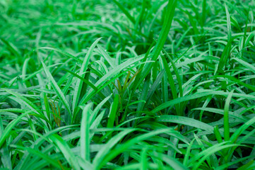 Green leaf background suitable for wallpaper or for text.