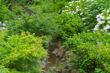 紫陽花のある風景