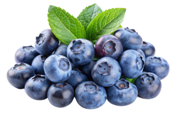 blueberries isolated on white background