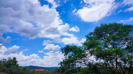 Obraz premium trees and blue sky