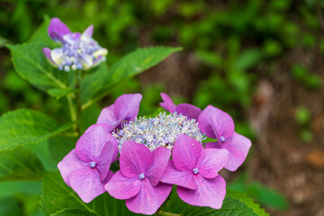 ガクアジサイの花
