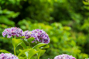紫陽花の風景