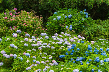 素敵な紫陽花の花畑