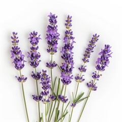 Fototapeta premium Detailed photo of a lavender bush isolated on white background