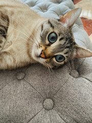 gatito con ojos azules