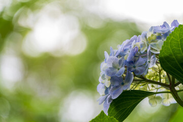 紫陽花