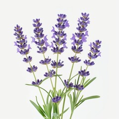 Detailed photo of a lavender plant in full bloom isolated on white background