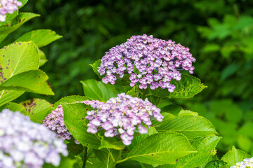 可愛らしいおたふく紫陽花の花
