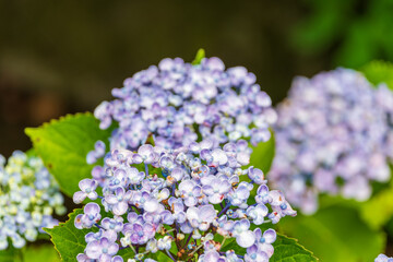 可愛らしいおたふく紫陽花の花
