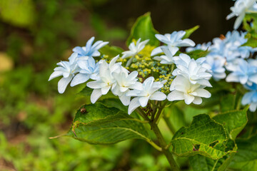 白い額紫陽花