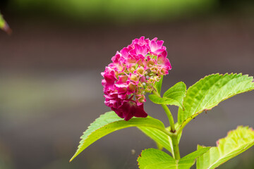 かわいい紫陽花