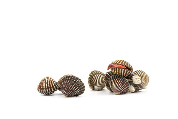 Fresh cockles  on a white background. Natural seafood.