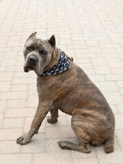 Vertical portrait of impressive male cane corso with brindle coat and cropped ears sitting unleashed on pavement waiting patiently, Quebec City, Quebec, Canada