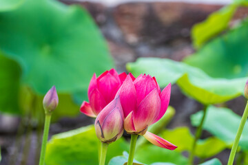 つぼみと満開の蓮