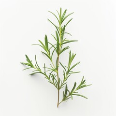 Detailed photo of a rosemary sprig isolated on white background