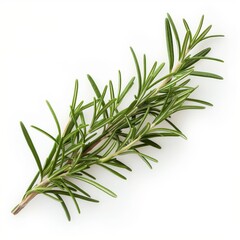 Fototapeta premium Detailed photo of a rosemary sprig isolated on white background