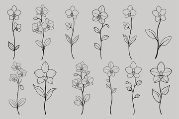 orchid flower outline vector