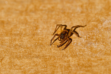 Brown wolf spider on a brown background