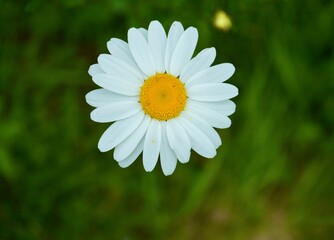 Fototapeta premium Beautiful white and yellow Ox-eye daisy, Leucanthemum Ircutianum, with a bokeh green background. 