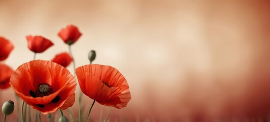 beautiful red poppy flowers on blur background. Summer, spring nature backdrop, banner