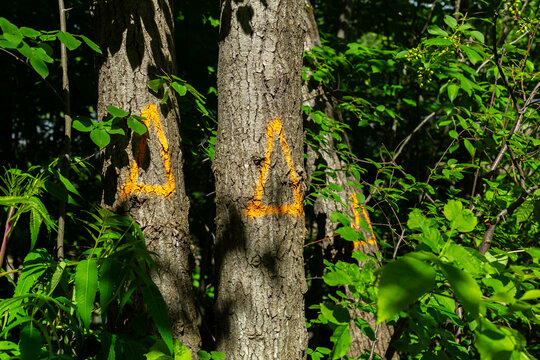 Ash trees marked with orange triangle&nbsp;to indicate their upcoming removal because of their contamination by the emerald ash borer beetle, Quebec City, Quebec, Canada&nbsp;