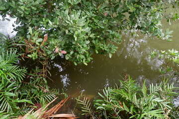 photography of Lush and shady mangrove plants on the beach, dense mangrove forests, vegetation