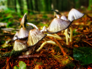 Mushrooms emerge on the woodland ground, their delicate forms contrasting with the rough organic matter around them.