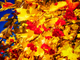 Harvest Time: Clustered red berries among yellow foliage, denoting harvest season.
