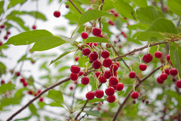 A bountiful display of ripe cherries amidst lush foliage under natural light; symbolizing freshness and organic growth.