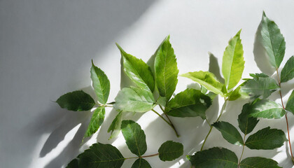 Creative layout of fresh green leaves on white background in sunlight, with shadow. Minimal summer exotic concept with copy space.