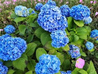 Obraz premium 수국