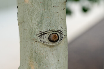 Close up of the aspen tree trunk with an eye.  Aspen is a common name for certain tree species; some, but not all, are classified by botanists in the section Populus, of the Populus genus.