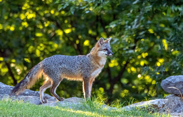 An adult male Gray Fox strikes a handsome pose.