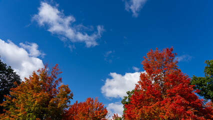 Colorful autumn maple trees with the blue sky and white cloud background. text space