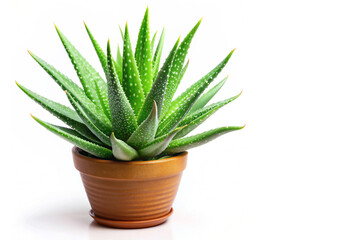 Aloe vera isolated on white background, object concept isolated on white background.