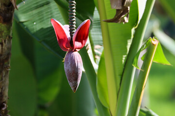 Obraz premium Beautiful banana tree flower