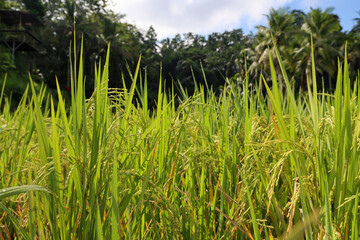Naklejka premium rice field closeup with sky in the background