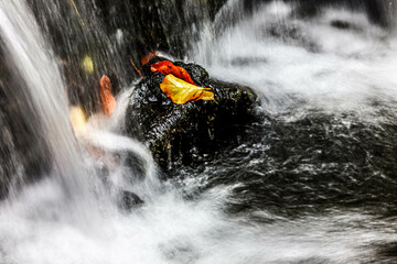Stream in forest, autumn in october