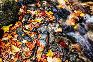 Stream in forest, autumn in october