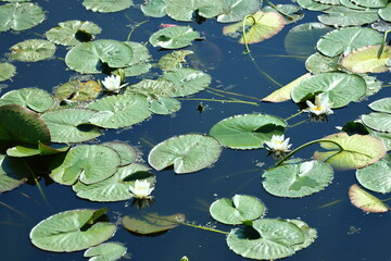 water lilies and yellow flowers on the river
