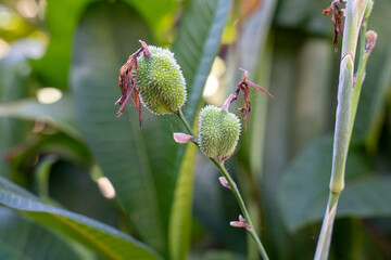 Canna lily green seed pods
