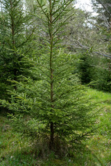 Obraz premium Fresh green spruce tree in forest