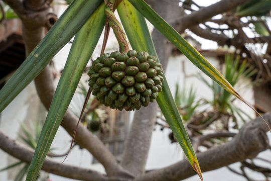 Fruit of common screwpine (Pandanus utilis) tree