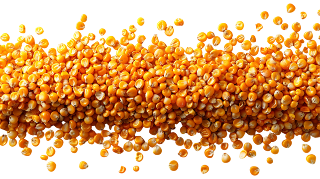 Fresh tasty dried corn seeds on a transparent background