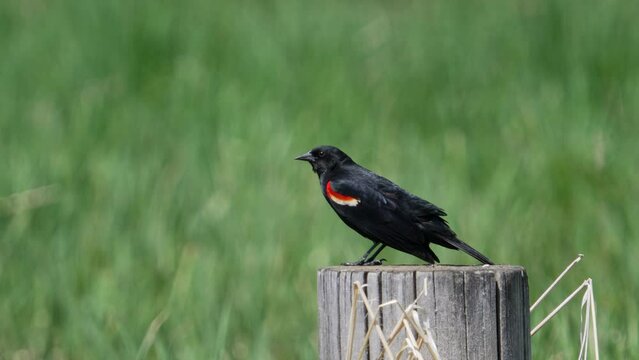 Red-winged Blackbird flipping its tail as it chirps while on a fence post.