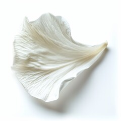 Delicate Rose Petal with Gentle Curve Isolated on White Background