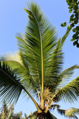 Fototapeta premium palm tree on blue sky