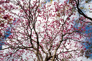 Fototapeta premium The most beautiful trees in flower: Pink Trumpet Tree (Tabebuia impetiginosa or Handroanthus impetiginosus).