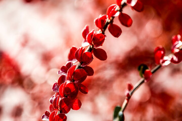 Close-up shot of bright red leaves of beautiful tree.