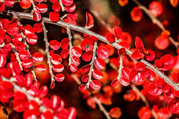 Close-up shot of bright red leaves of beautiful tree.